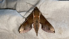 Rhagastis mongoliana