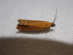 Lathronympha strigana