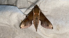 Rhagastis mongoliana