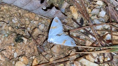 Sphragifera biplagiata