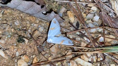 Sphragifera biplagiata