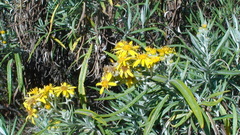 Senecio cinerarioides
