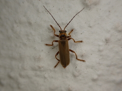 Cantharis figurata