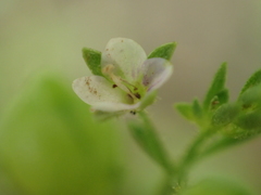 Veronica anagalloides