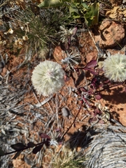 Ptilotus nobilis