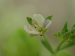 Veronica anagalloides