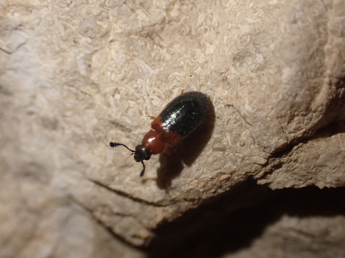 kyjaničkár pestrý (Necrobia ruficollis)
