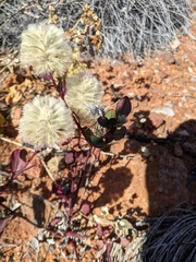 Ptilotus nobilis