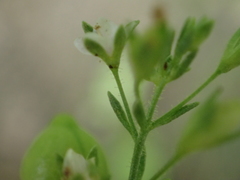 Veronica anagalloides