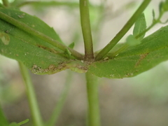 Veronica anagalloides