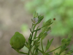 Veronica anagalloides