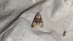 Bryophilina mollicula