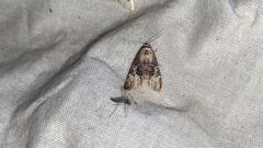 Bryophilina mollicula