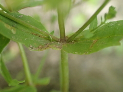 Veronica anagalloides