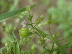 Veronica anagalloides