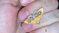 Nosophora semitritalis