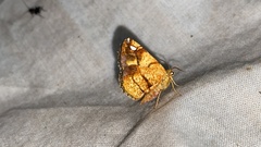 Nosophora semitritalis