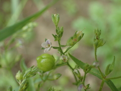 Veronica anagalloides