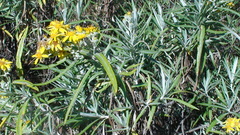 Senecio cinerarioides