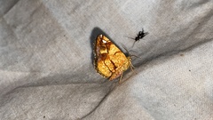 Nosophora semitritalis