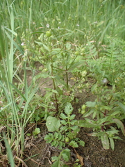 Veronica anagalloides