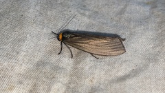 Macrobrochis staudingeri