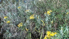 Senecio cinerarioides