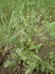 Veronica anagalloides