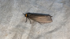 Macrobrochis staudingeri