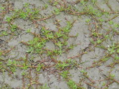 Crassula kirkii