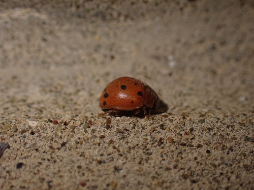 lienočka lucernová (Subcoccinella vigintiquatuorpunctata)