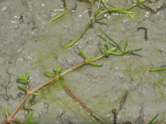 Crassula kirkii