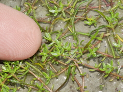 Crassula kirkii