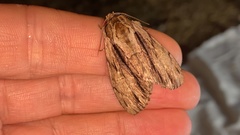 Shaka atrovittatus