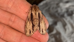 Shaka atrovittatus