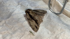 Shaka atrovittatus