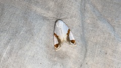 Sphragifera biplagiata