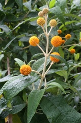 Buddleja globosa