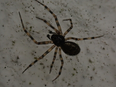 Lepthyphantes