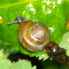 Trochulus striolatus