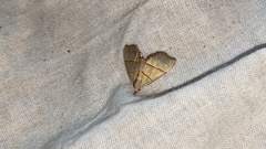 Gonepatica opalina