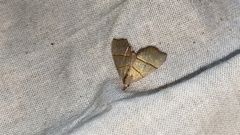 Gonepatica opalina