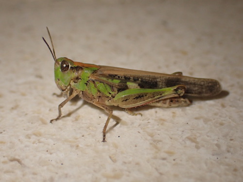 Močvarni pjegavi skakavac (Aiolopus thalassinus)