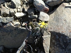 Brachyglottis bellidioides