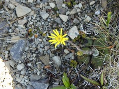 Brachyglottis bellidioides