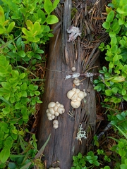 Lycogala flavofuscum