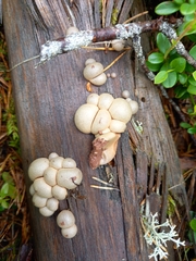 Lycogala flavofuscum