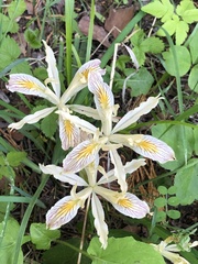 Iris chrysophylla