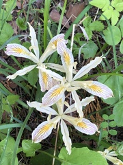 Iris chrysophylla