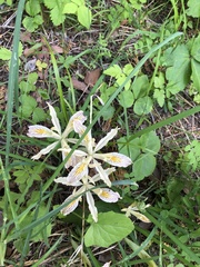 Iris chrysophylla